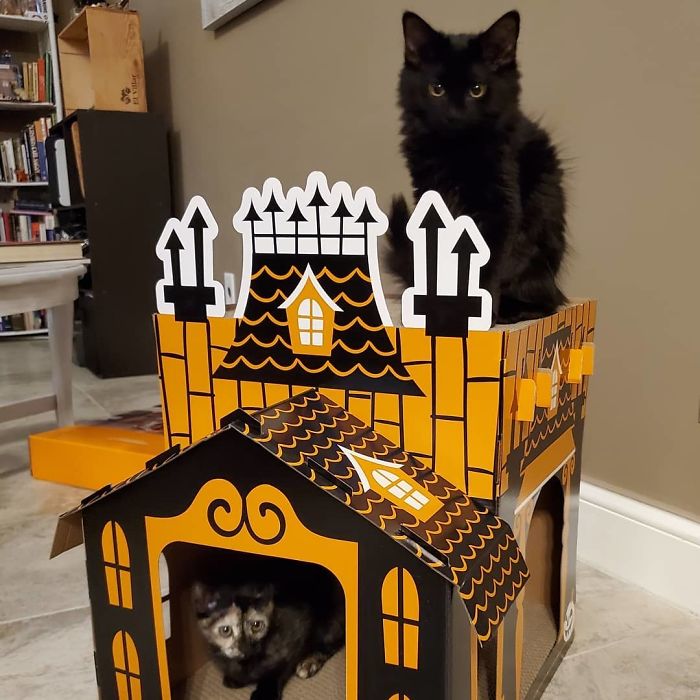 Target Sells Mini Haunted Houses For Cats And They're Purrfect For Halloween Target Sells Mini Haunted Houses For Cats And They're Purrfect For Halloween