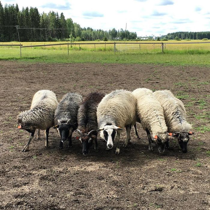 Animals-With-Threatening-Auras