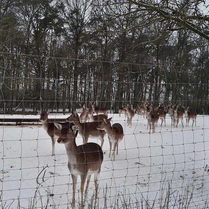 Animals-With-Threatening-Auras