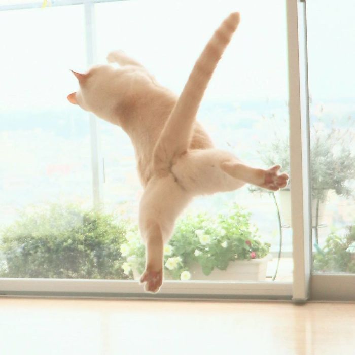 Dancing Ninja Cat