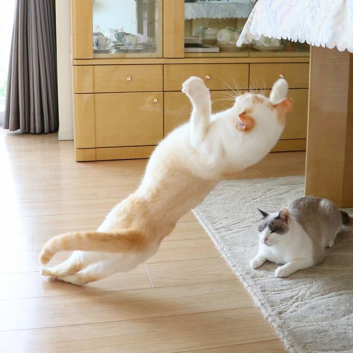 Dancing Ninja Cat