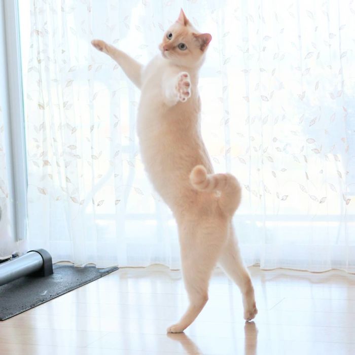 Dancing Ninja Cat