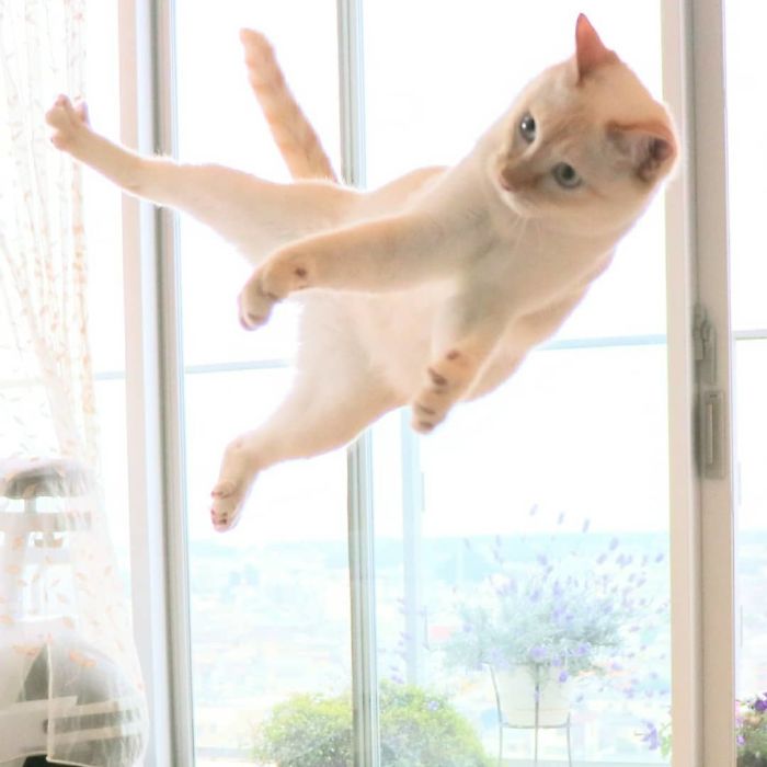 Dancing Ninja Cat