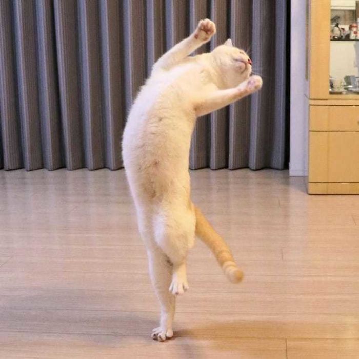 Dancing Ninja Cat