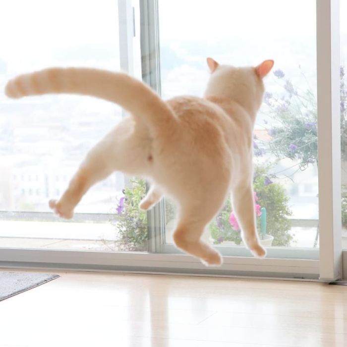Dancing Ninja Cat