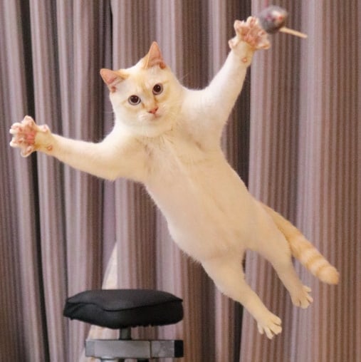 Dancing Ninja Cat
