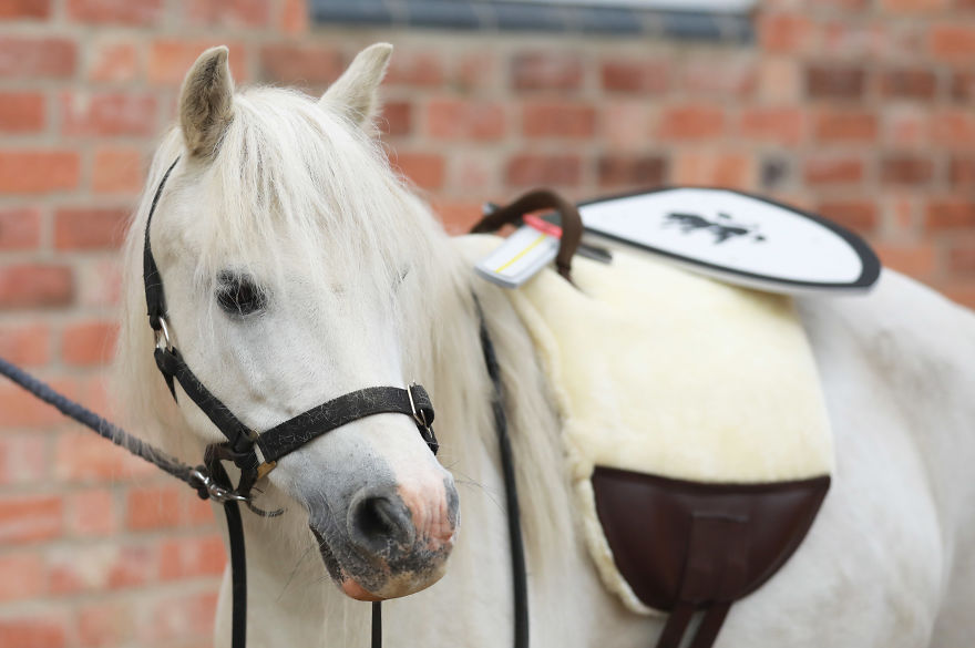 Meet Our Animals Who Help Special Needs Children In Ways That We, Humans, Struggle To