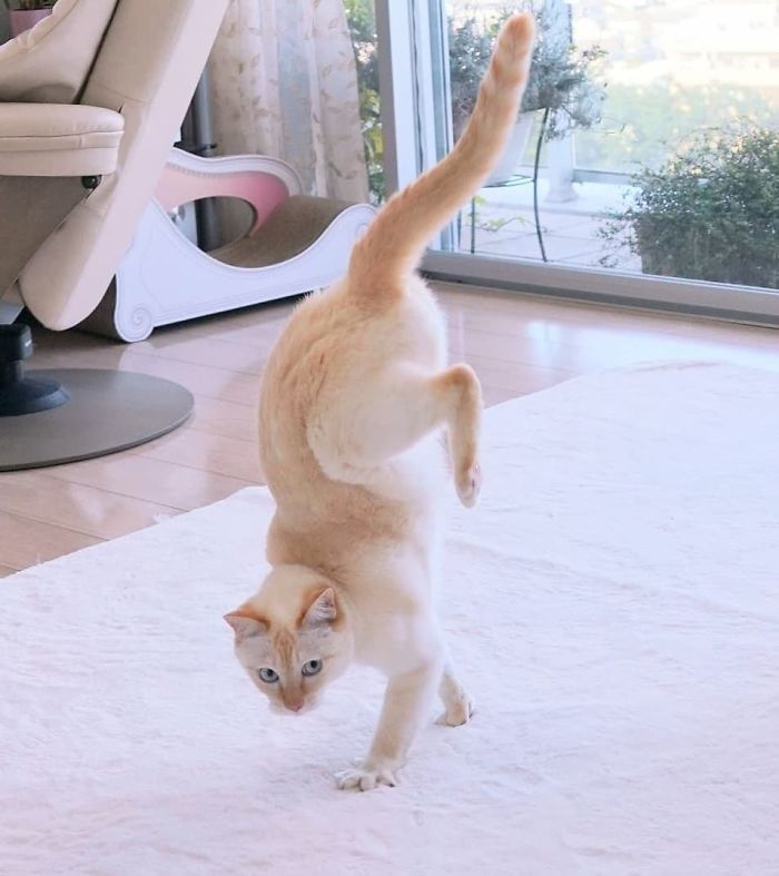 Dancing Ninja Cat