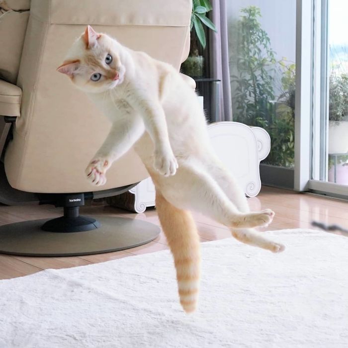 Dancing Ninja Cat