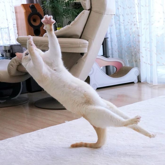 Dancing Ninja Cat