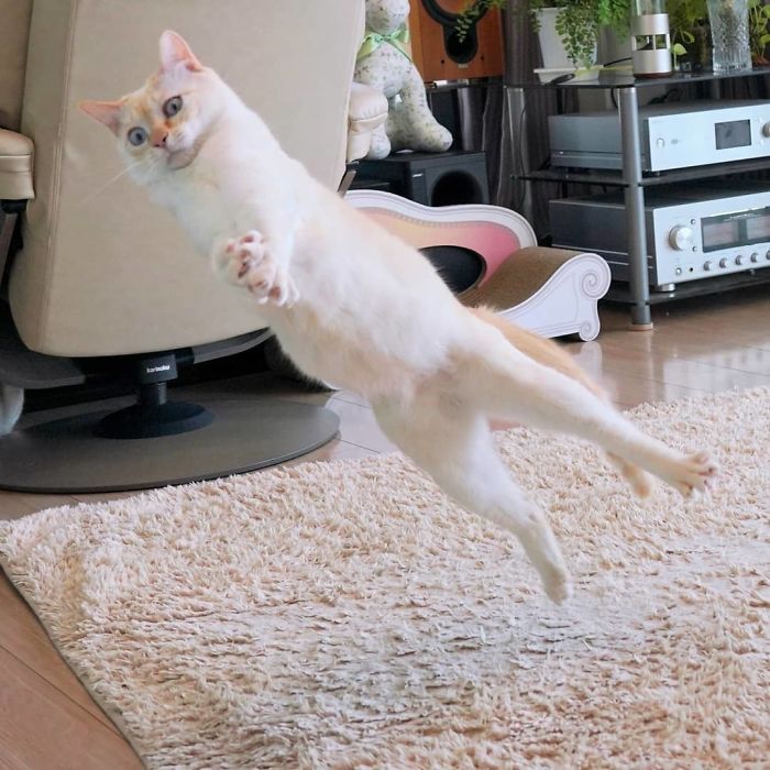 Dancing Ninja Cat
