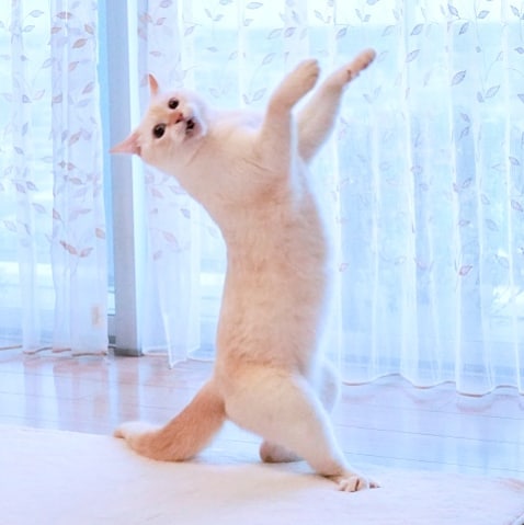 Dancing Ninja Cat