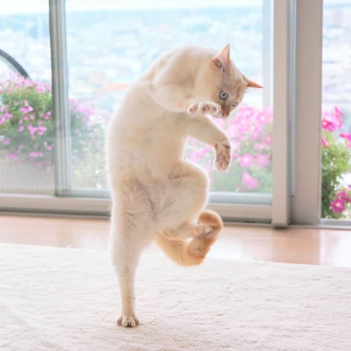 Dancing Ninja Cat