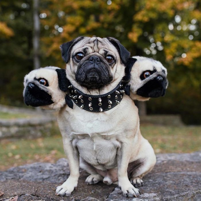 “‪Fluffy The Three Headed Pug‬” - Doug