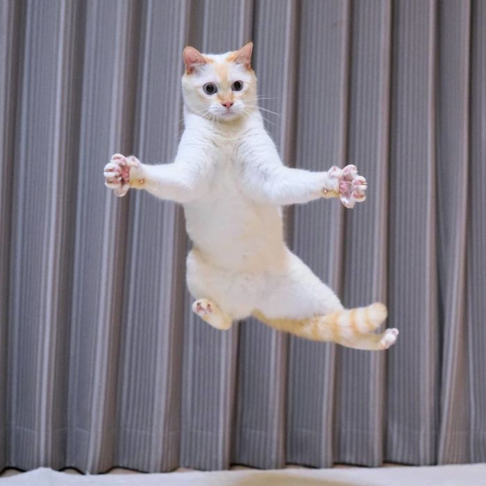 Dancing Ninja Cat