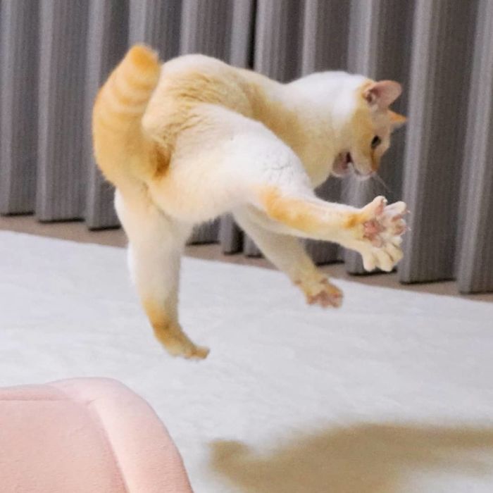 Dancing Ninja Cat