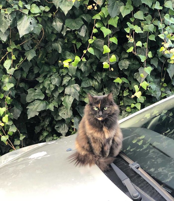 Animals-With-Threatening-Auras