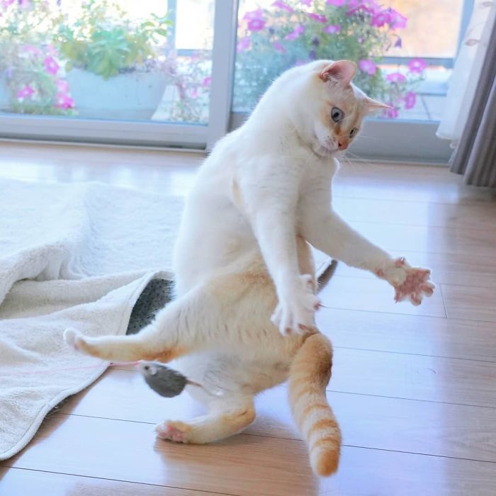 Dancing Ninja Cat
