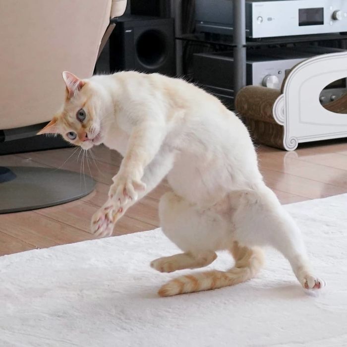 Dancing Ninja Cat