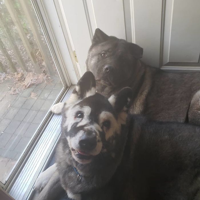 Owners Share Their Unique-Looking Pup's Heartbreaking Journey To Educate Others About A Very Serious Disease Owners Share Their Unique-Looking Pup's Heartbreaking Journey To Educate Others About A Very Serious Disease