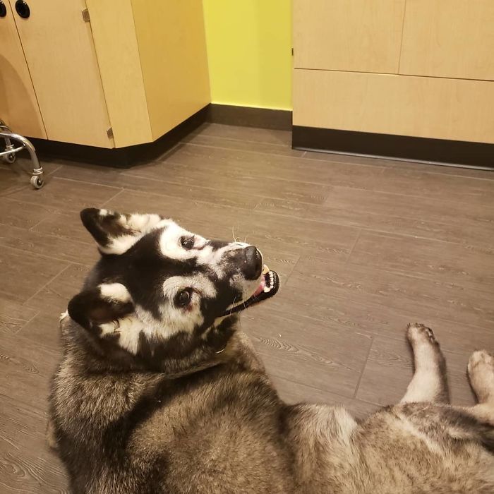 Owners Share Their Unique-Looking Pup's Heartbreaking Journey To Educate Others About A Very Serious Disease Owners Share Their Unique-Looking Pup's Heartbreaking Journey To Educate Others About A Very Serious Disease