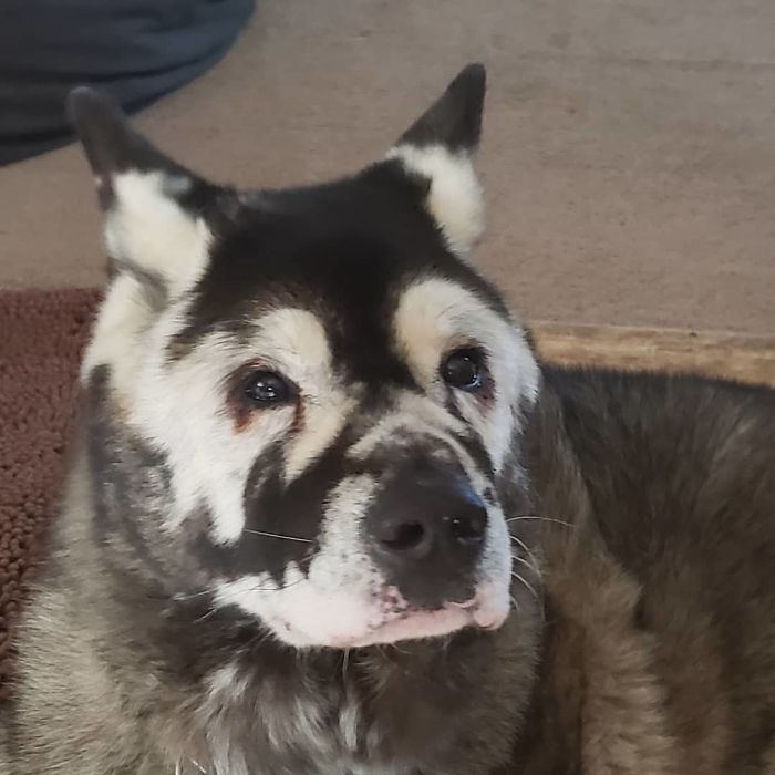 Owners Share Their Unique-Looking Pup's Heartbreaking Journey To Educate Others About A Very Serious Disease Owners Share Their Unique-Looking Pup's Heartbreaking Journey To Educate Others About A Very Serious Disease