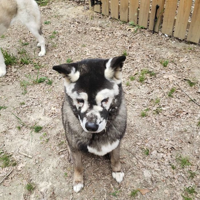Owners Share Their Unique-Looking Pup's Heartbreaking Journey To Educate Others About A Very Serious Disease Owners Share Their Unique-Looking Pup's Heartbreaking Journey To Educate Others About A Very Serious Disease