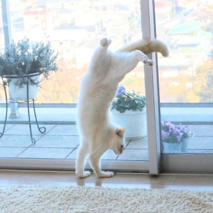 Dancing Ninja Cat