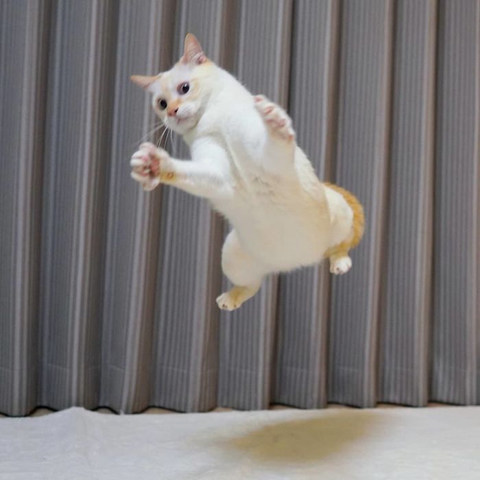 Dancing Ninja Cat