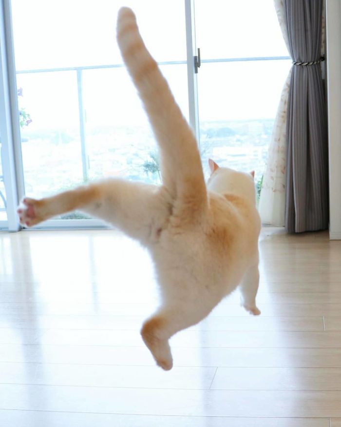 Dancing Ninja Cat