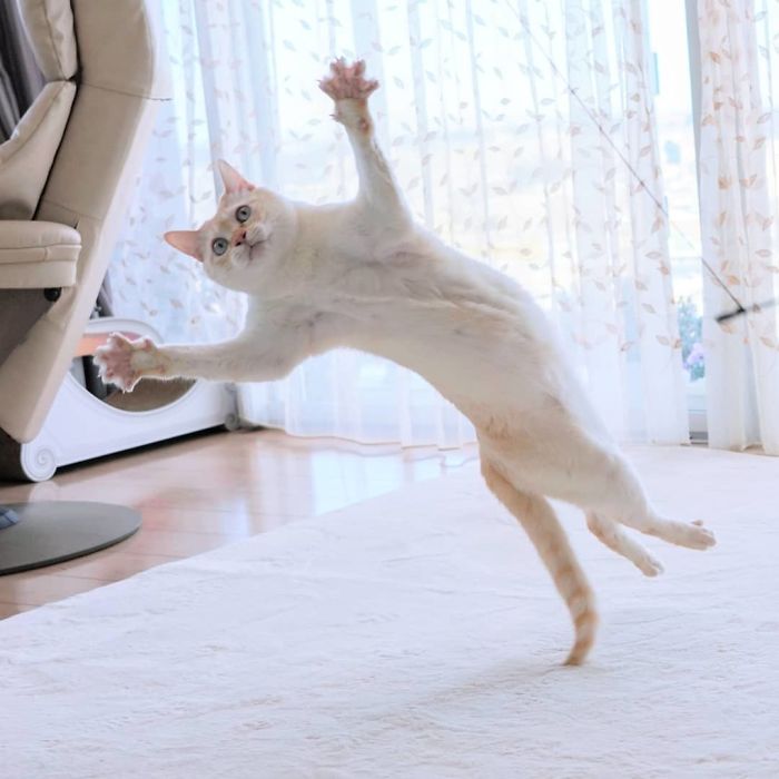 Dancing Ninja Cat