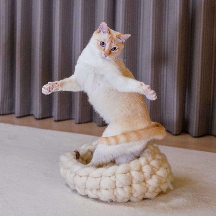 Dancing Ninja Cat