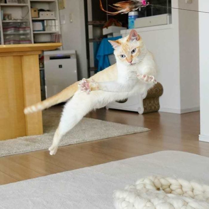 Dancing Ninja Cat
