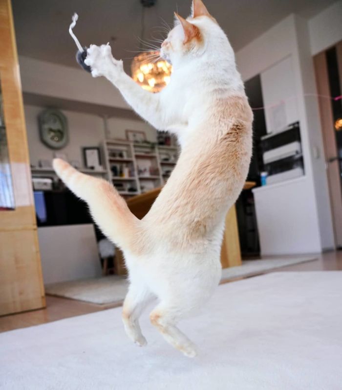 Dancing Ninja Cat