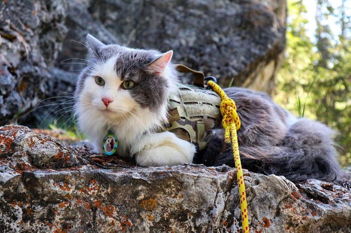 Gary The Adventure Cat