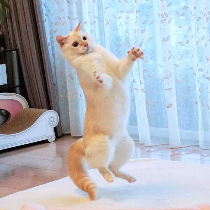 Dancing Ninja Cat