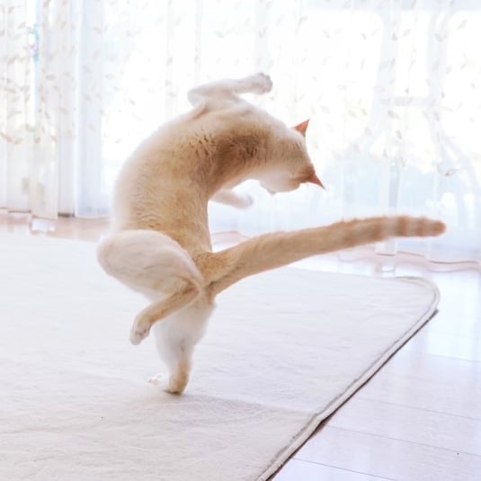 Dancing Ninja Cat
