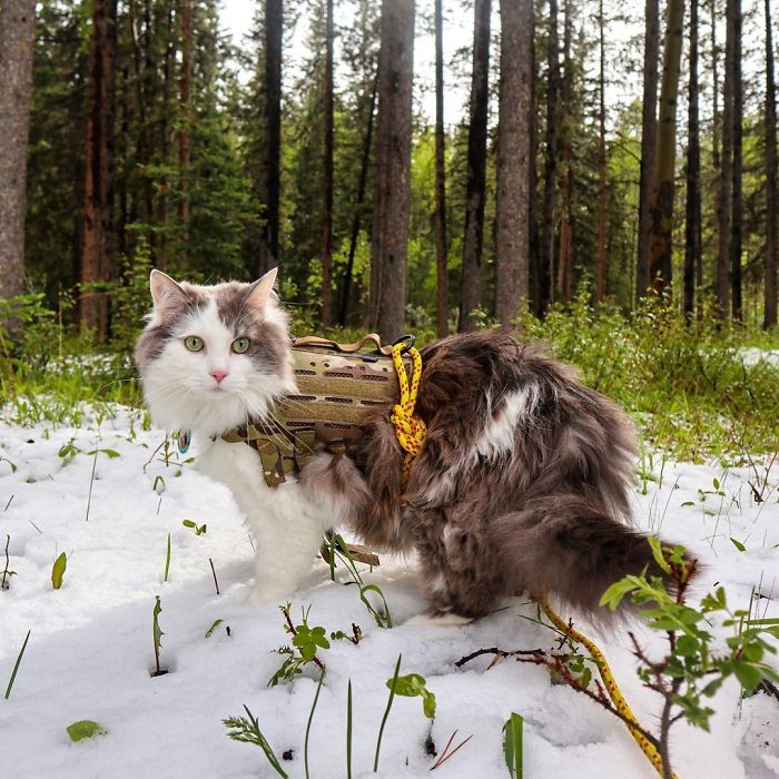 Gary The Adventure Cat