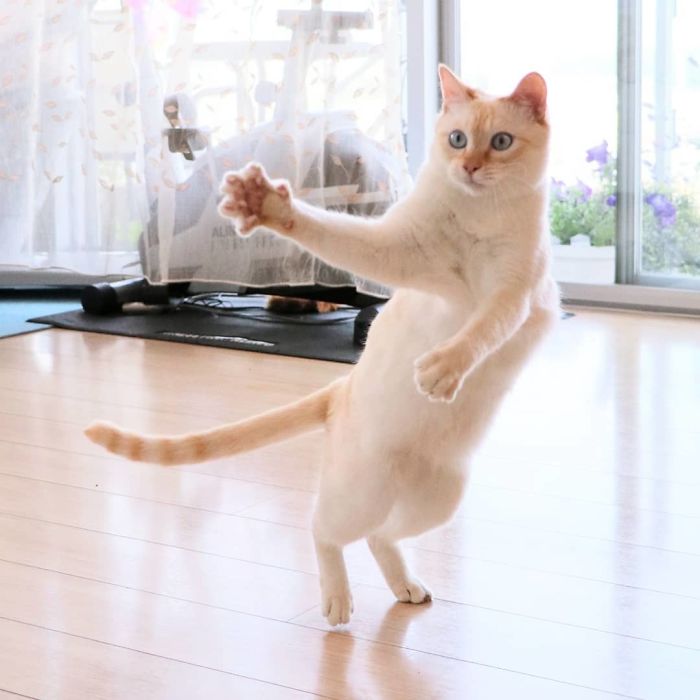 Dancing Ninja Cat