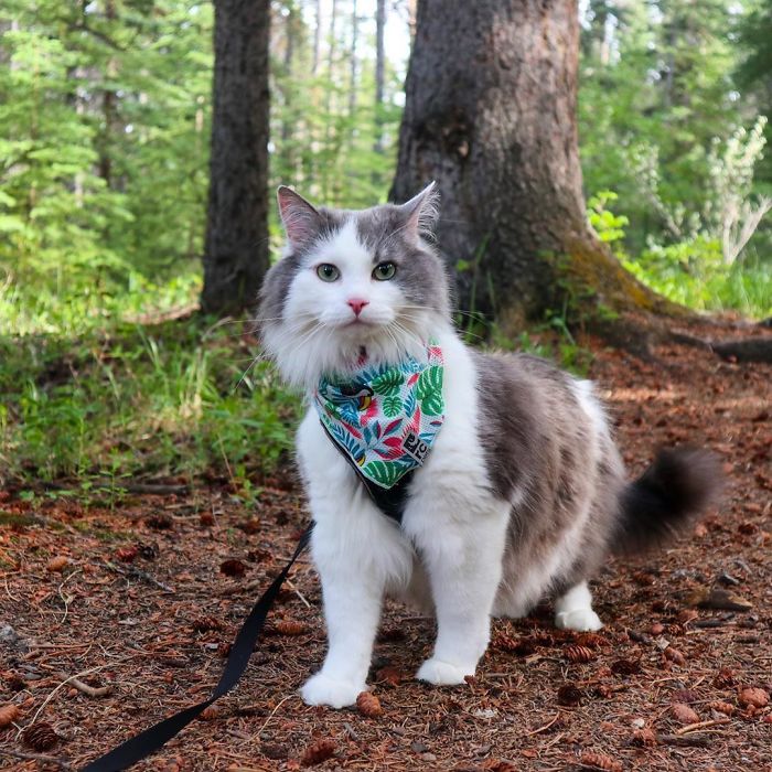 Gary The Adventure Cat