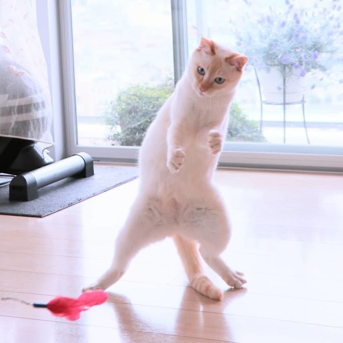Dancing Ninja Cat