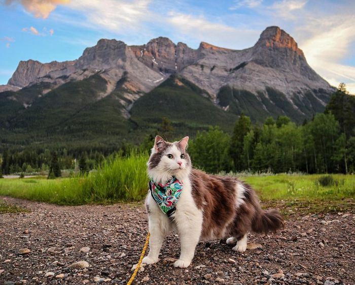 Gary The Adventure Cat