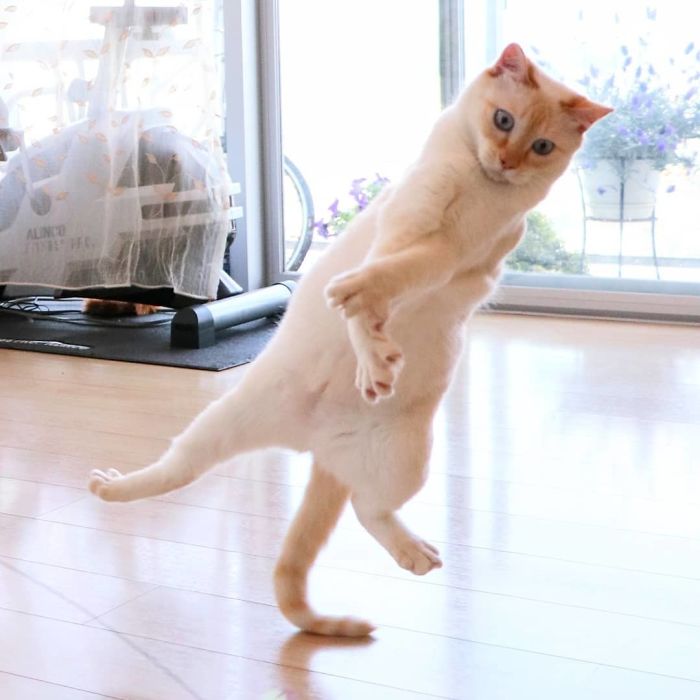 Dancing Ninja Cat
