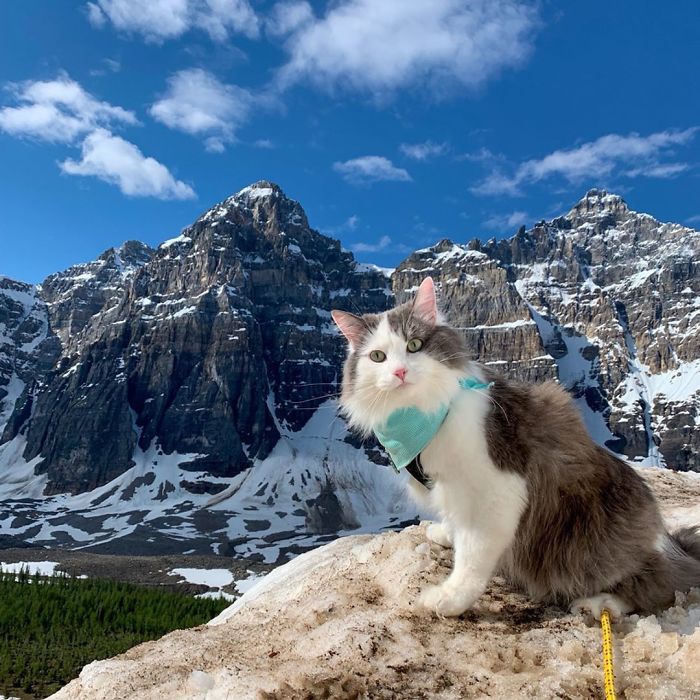 Gary The Adventure Cat