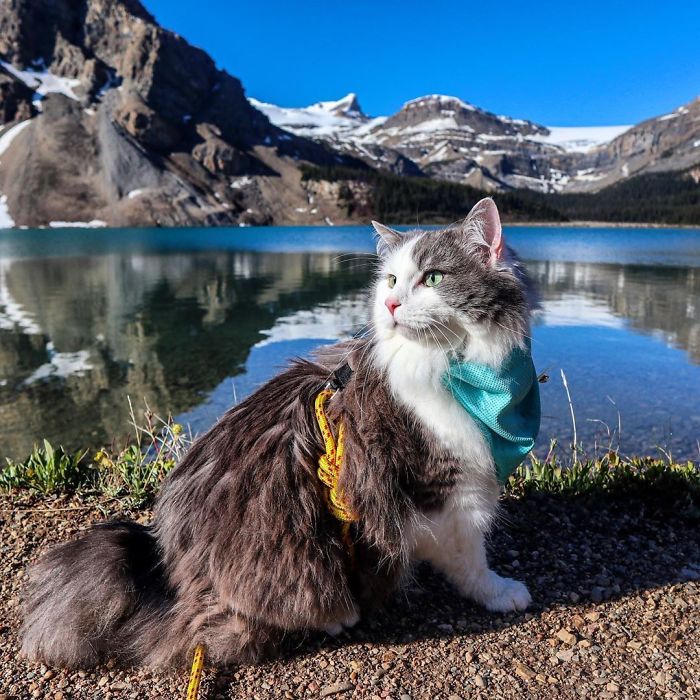 Gary The Adventure Cat