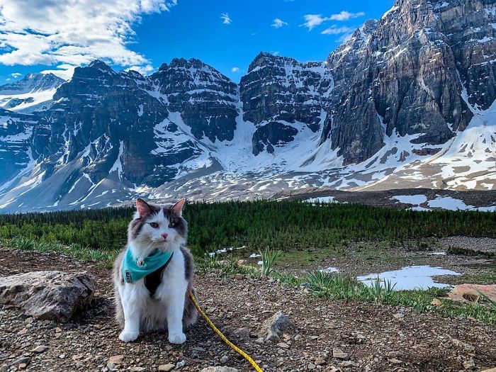 Gary The Adventure Cat