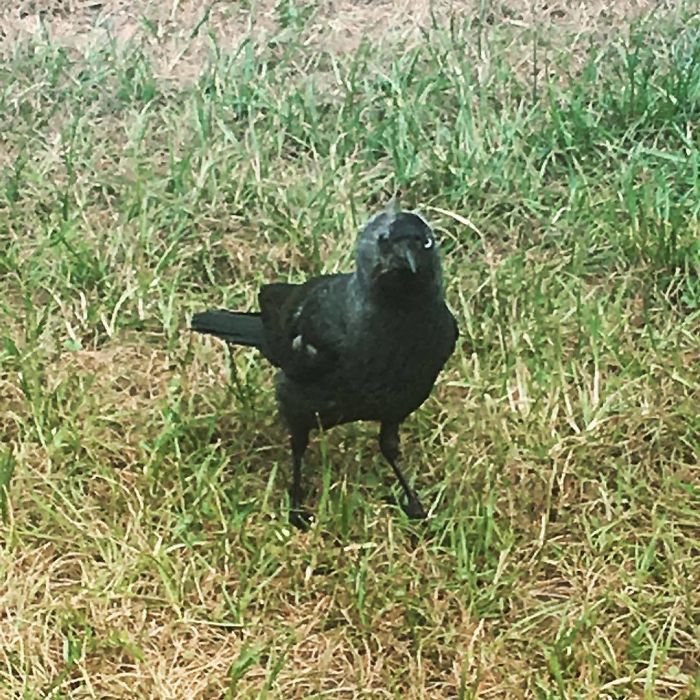 Animals-With-Threatening-Auras