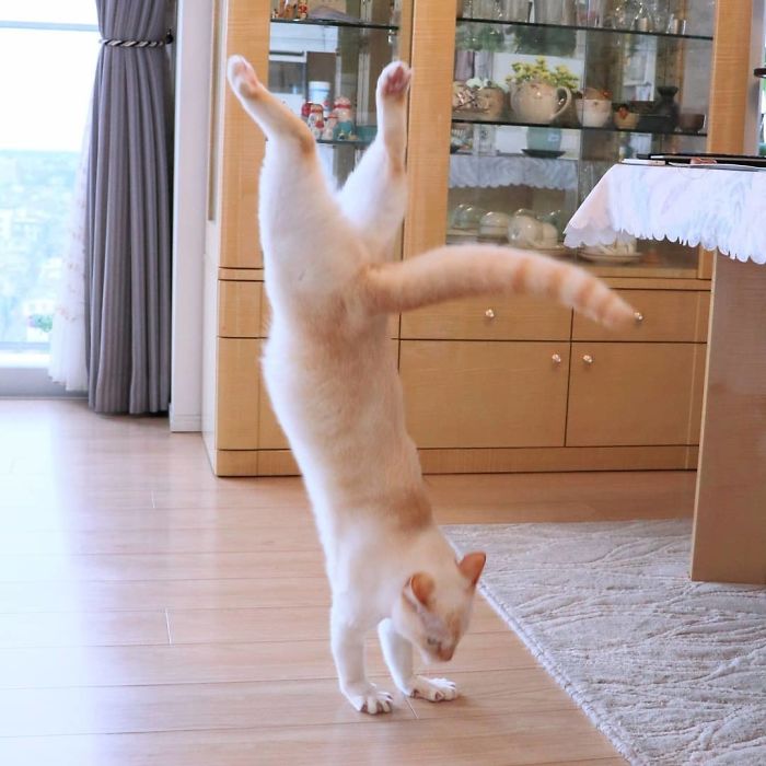 Dancing Ninja Cat