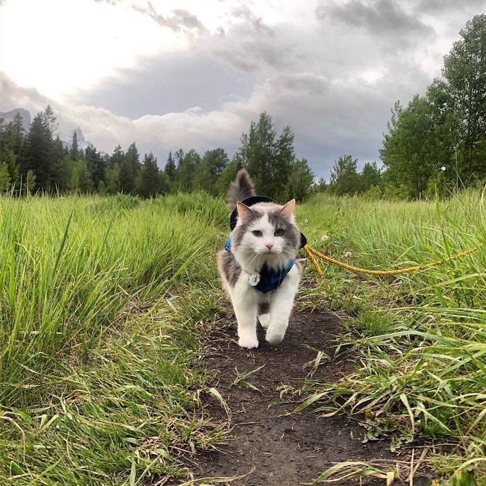 Gary The Adventure Cat