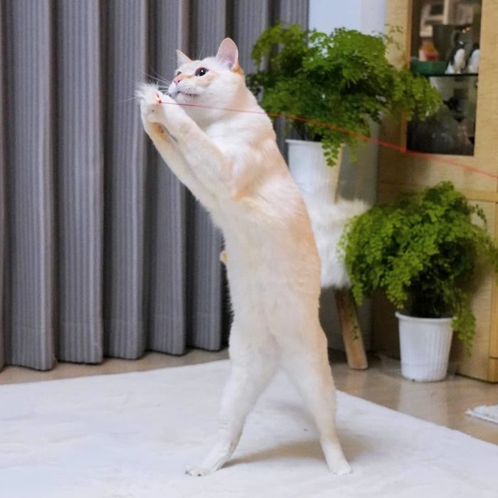 Dancing Ninja Cat